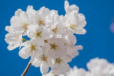 A closeup of cherry blossom in the springtime. Stock Photos
