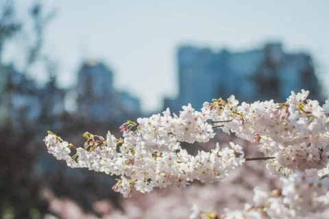 A closeup of cherry blossom in the springtime. Stock Photos