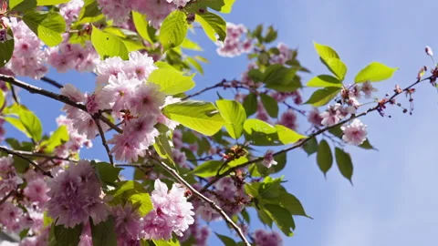 Closeup of a cherry blossom tree with a blue sky in the background 1 Stock Footage 275200657