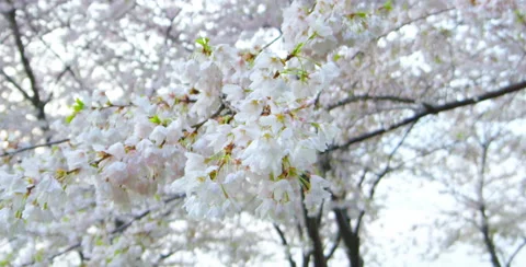 Closeup of Cherry Blossom tree with camera movement left Video stock 64026521