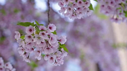 Closeup of cherry blossom tree during spring 3 Stock Footage 274431369
