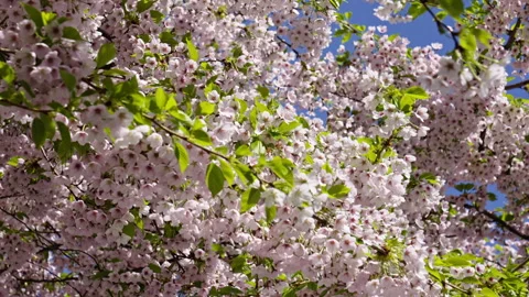Closeup of cherry blossom tree during spring 8 Stock Footage 274431396
