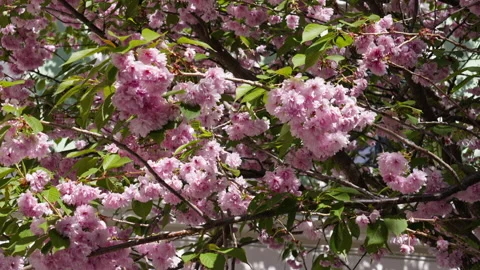 Closeup of a cherry blossom tree flowers in slow motion 2 Stock Footage 275202612