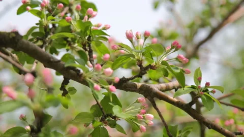 Closeup of Cherry Blossom in Wind in Spring Time Stock Footage 168173181
