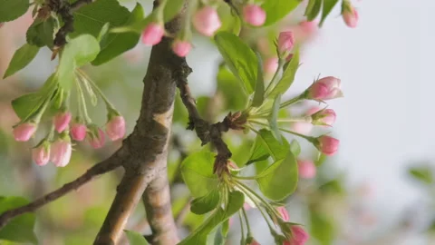 Closeup of Cherry Blossom in Wind in Spring Stock Footage 168271083
