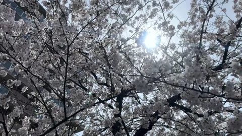 Closeup cherry blossomed tree with skyline sunny background sakura japan spring Stock Footage 271194535