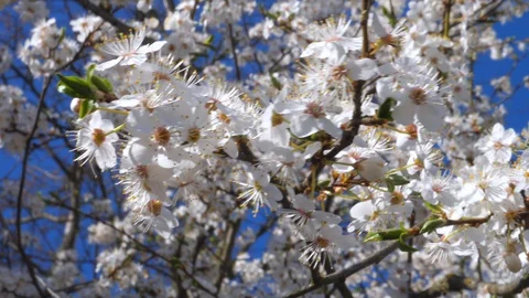 Closeup Of Cherry Blossoms Against Blue Sky Stockbeeldmateriaal 129893431