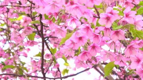 Closeup of cherry blossoms, early blooming Sakura, Cerasus lannesiana Carrière.  Stock Footage 280977451