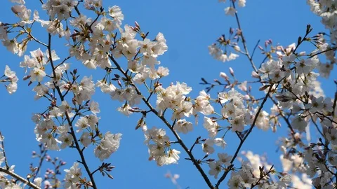 Closeup of Cherry Blossoms  Stock-Footage 86920047