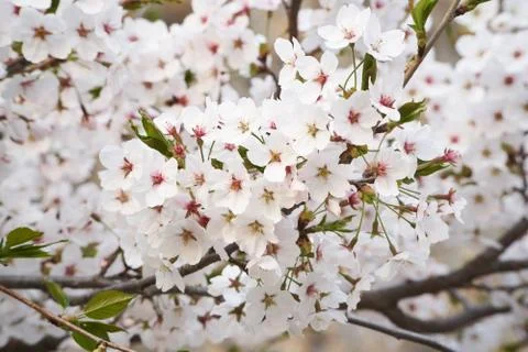 Closeup of cherry blossoms Stock Photos