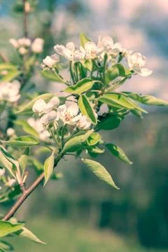 Closeup of cherry blossoms. Stock Photos