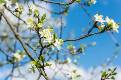 Closeup of cherry blossoms. Stock Photos