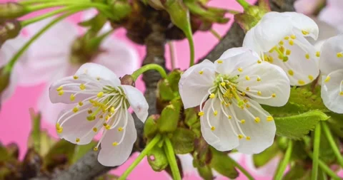 Closeup of Cherry Flowers Blooming in Spring Time Lapse Stock Footage 311472348