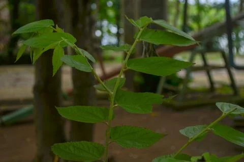 Closeup of cherry leaf bud Stock Photos