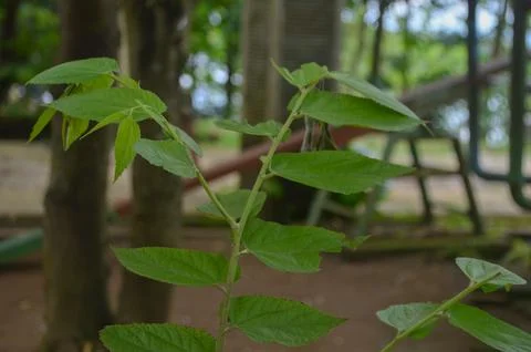 Closeup of cherry leaf bud Stock Photos