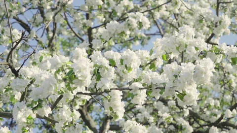 Closeup of cherry tree blooming with white flowers. Natural spring background Stock Footage 247654840