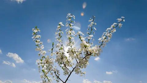 Closeup cherry tree branch in a blossom under a sparkle sun Stock Footage 197481231