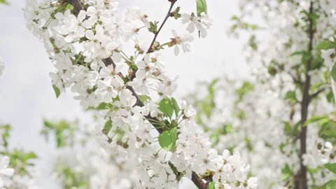 Closeup of cherry tree branches with blossoms and beautiful white petals Stock Footage 171653905