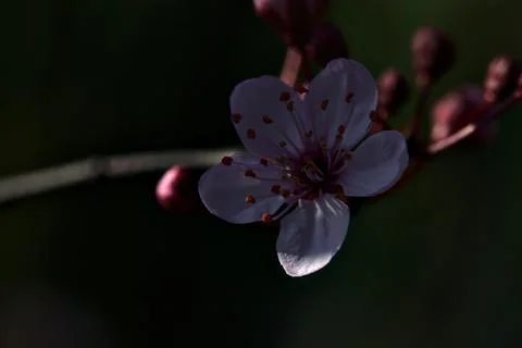 Closeup of a cherry tree flower in bloom Stock Photos