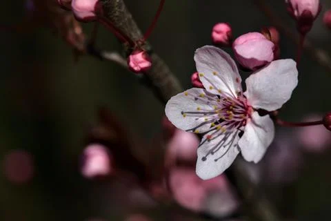 Closeup of a cherry tree flower in bloom Stock Photos
