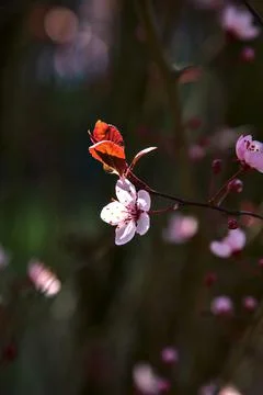 Closeup of a cherry tree flower in bloom Stock Photos