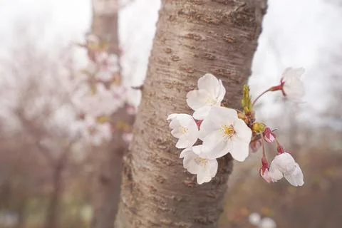 Closeup of cherry tree flowers on trunk. Stock Photos
