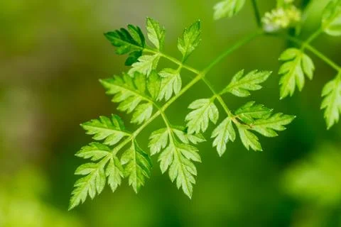 Closeup of Chervil leaf (Anthriscus cerefolium) Stock Photos