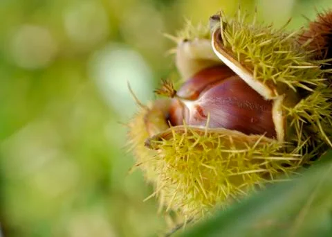 Closeup on chestnut in shell Foto stock