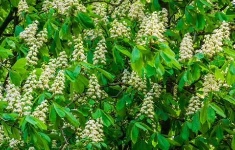 Closeup of a chestnut tree in bloom, white candle flowers during spring seaso Stock Photos