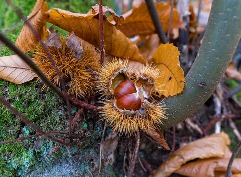 Closeup of a chestnut on a tree branch, showcasing terrestrial plant adaptati Foto stock