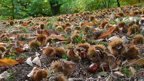 Closeup of Chestnuts at ground with hedgehogs. Stock Footage 164294652