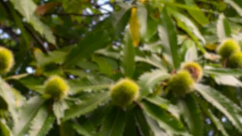 Closeup of Chestnuts Growing On A Chestnut Tree Branch Stockbeeldmateriaal 116664793