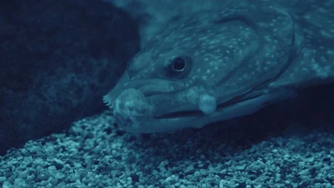 Closeup of chewing fish. Flounder lying on bottom of sea water near the stone. Stock Footage 153497410