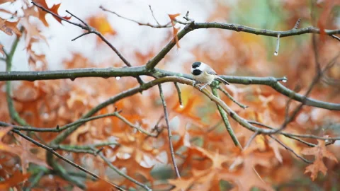 Closeup of chickadee bird perched on oak tree branch in autumn season rain Stock Footage 160223157