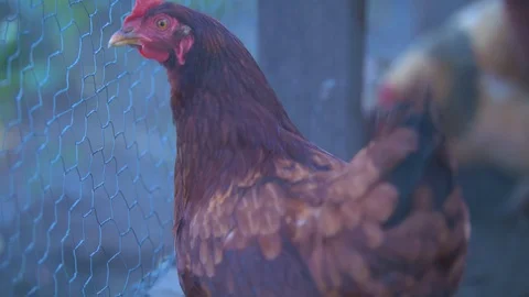Closeup of a Chicken in a Coup Stock Footage 94878894