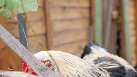 Closeup chicken eats greens. Slow motion Stock Footage 126153908