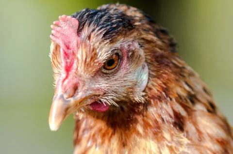 Closeup of Chicken face Stock Photos