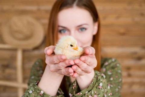 Closeup of a chicken in hands. Easter or farming concept.Rustic Stock Photos