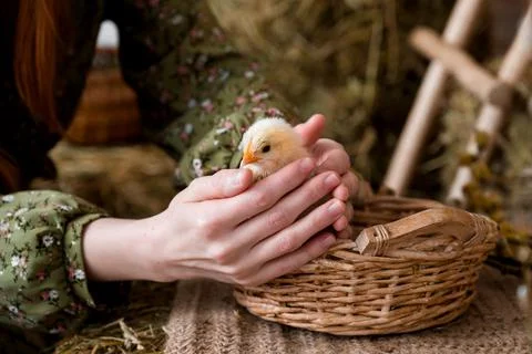 Closeup of a chicken in hands. Easter or farming concept.Rustic Stock Photos
