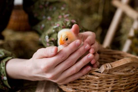 Closeup of a chicken in hands. Easter or farming concept.Rustic Stock Photos