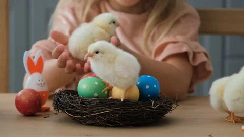 Closeup of Chicks Sit in Nest with Easter Eggs Stock Footage 168239333