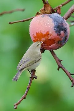 Closeup of Chiffchaff eating a persimmon Stock Photos