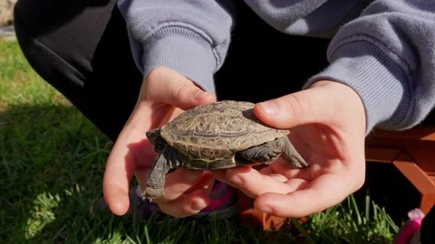 Closeup of a child's cupped hands holding a young mauremys reevesii turtle. 스톡 동영상 333635547