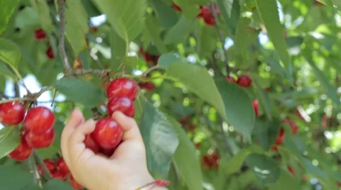 Closeup of a child's hand picking cherries from the tree Video stock 51136375