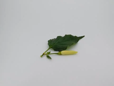 Closeup of a chilli with leaves isolated on white background Stock Photos