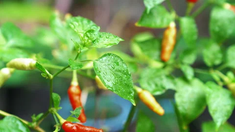 Closeup chilli peppers with water drops, Right-to-left pan shot Stock Footage 232608518