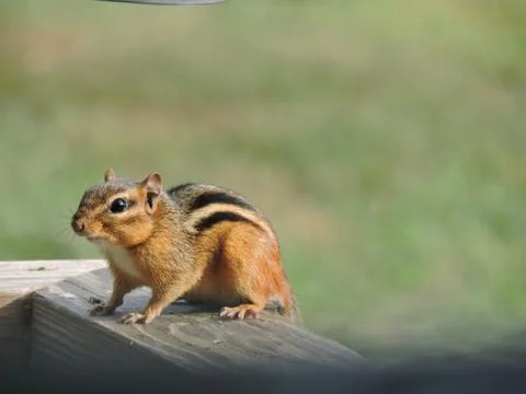A closeup of a Chipmunk Stock Photos