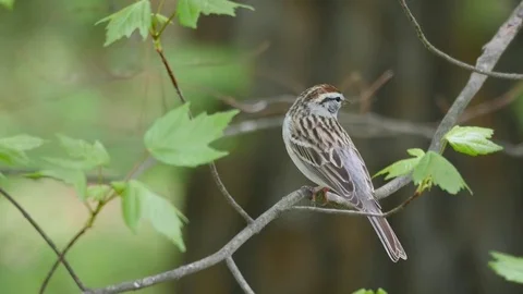 Closeup of Chipping Sparrow bird that flys away Stockbeeldmateriaal 74900716