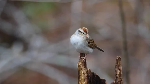 Closeup of Chipping Sparrow bird Stock Footage 86532124