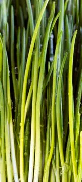 Closeup of chives Stock Photos